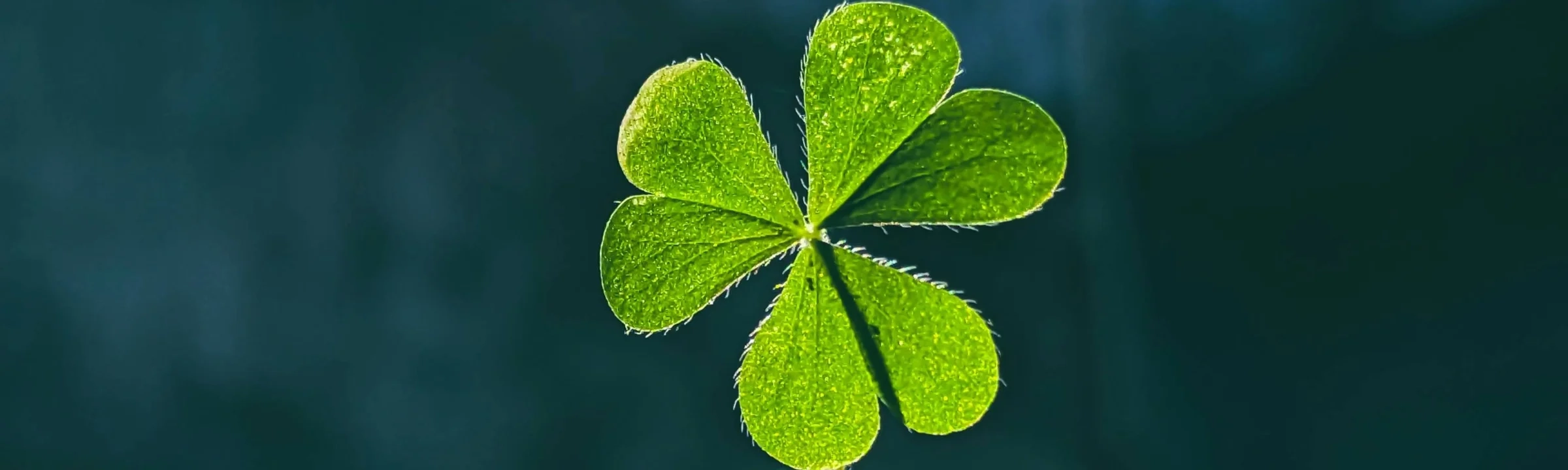 banner for promotion